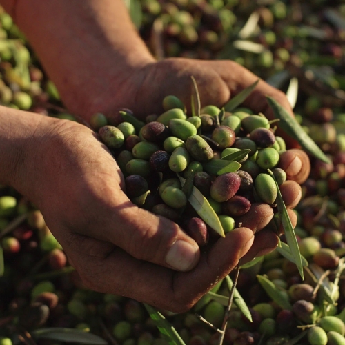 ACEITE PICUAL BY SOLO ACEITE [250ML]