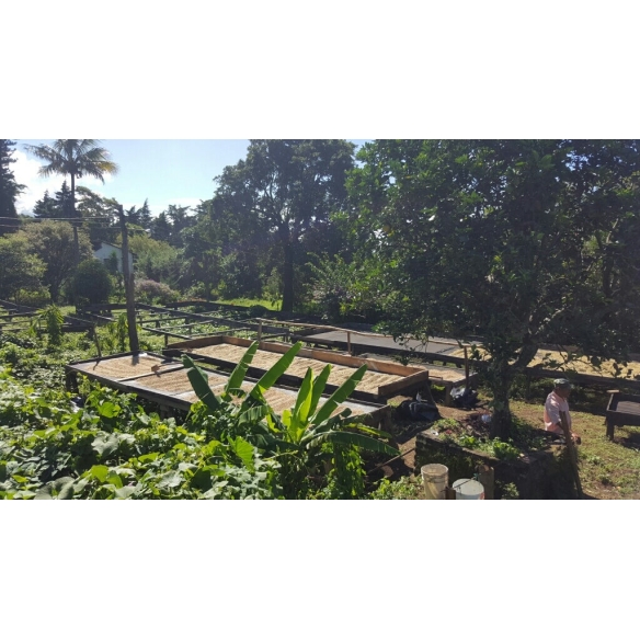 CAFÉ ESPRESSO DE TEMPORADA  [NOMAD COFFEE]