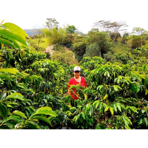 CAFÉ FILTRO DE TEMPORADA [NOMAD COFFEE]