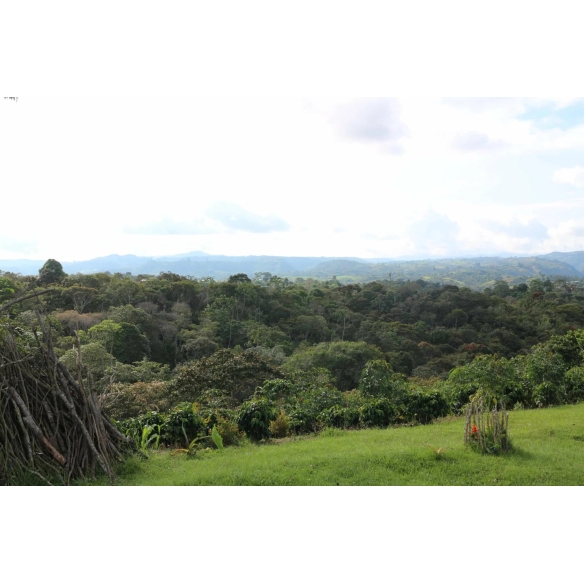 CAFÉ FILTRO DE TEMPORADA [NOMAD COFFEE]