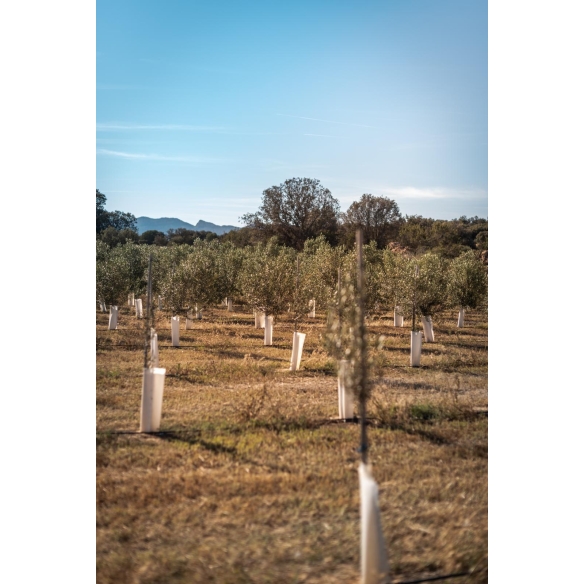 ACEITE ARBEQUINA BY ANÈCDOTA [500ML]